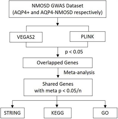 Multi-Level Analyses of Genome-Wide Association Study to Reveal Significant Risk Genes and Pathways in Neuromyelitis Optica Spectrum Disorder